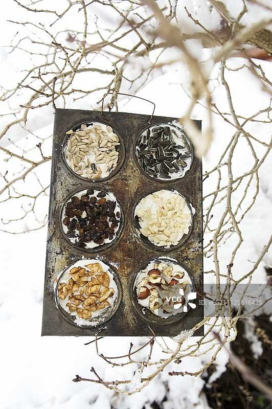旧松饼罐里的鸟食蛋糕挂在树枝上图片素材