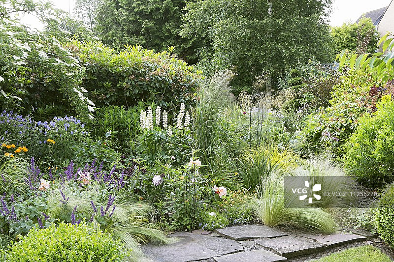 夏季花园中石板路旁盛开的多年生植物和羽毛草图片素材