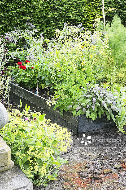 花卉多年生植物和高架花坛中的草本植物图片素材