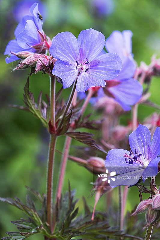 紫色天竺葵图片素材
