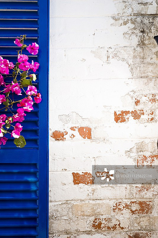 皇家蓝色百叶窗前的粉色三角梅图片素材