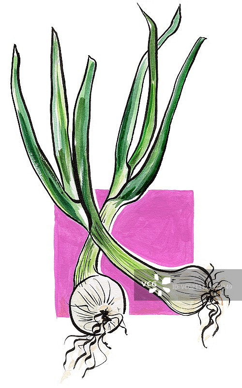 葱图片素材