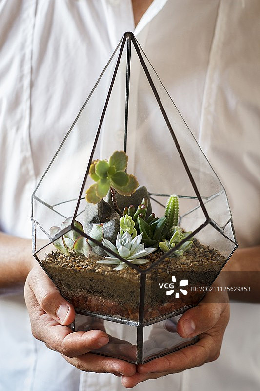 手中的微型生态玻璃容器多肉植物图片素材