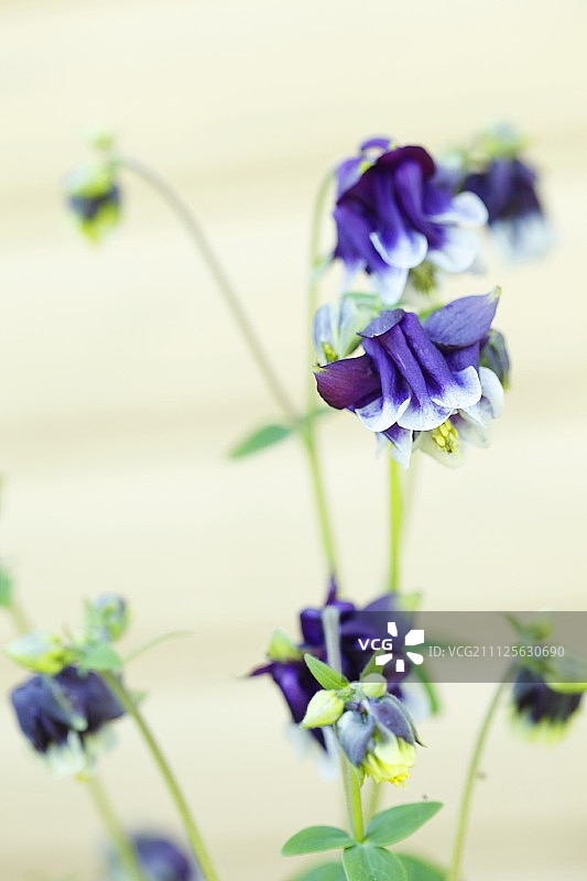 紫色耧斗菜。图片素材