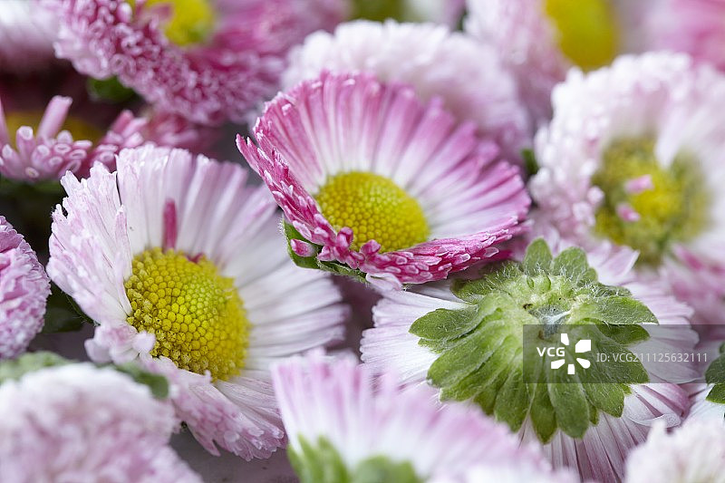 雏菊特写图片素材