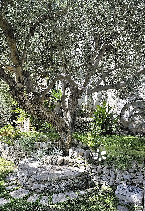 地中海花园橄榄树下的石头长凳图片素材