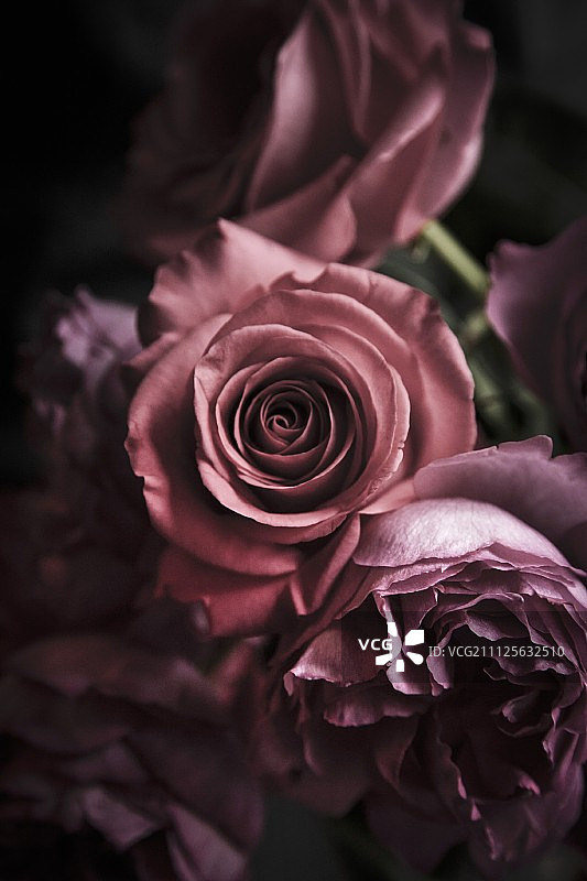 情人节粉色玫瑰图片素材