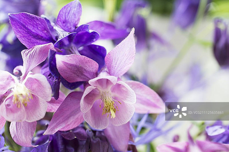 紫色耧斗菜花图片素材