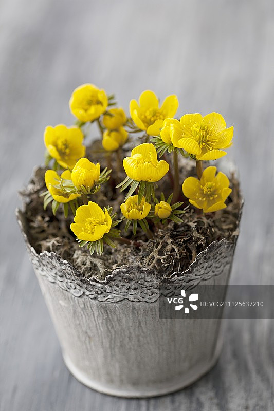 一盆盛开的乌头叶冬花图片素材