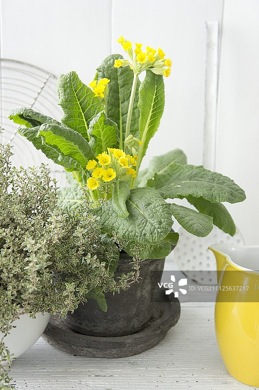 花盆中盛开的报春花春季摆设图片素材