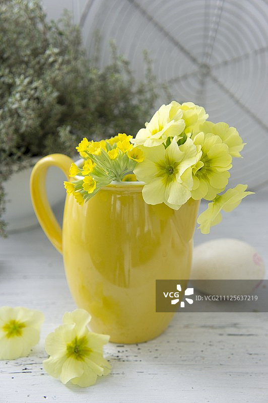 黄色陶瓷罐中的报春花图片素材