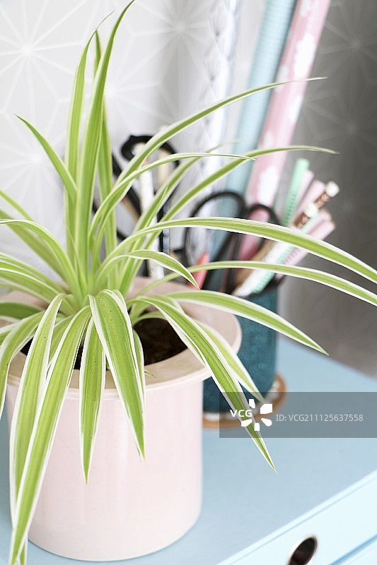 粉色花盆中的吊兰，位于淡蓝色小抽屉柜上图片素材