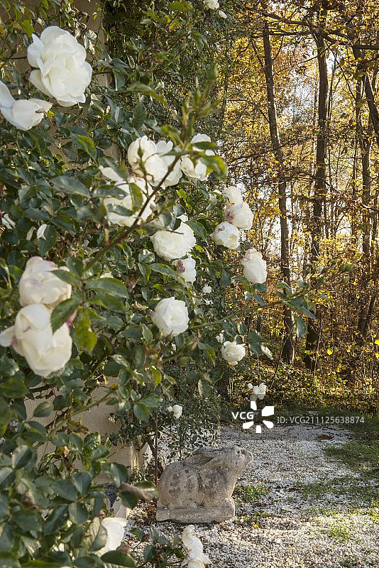 白色攀缘玫瑰和花园里饱经风霜的石兔图片素材