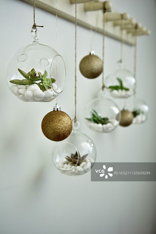 圣诞树装饰球和多肉植物在微型玻璃容器中，悬挂在衣帽架上图片素材