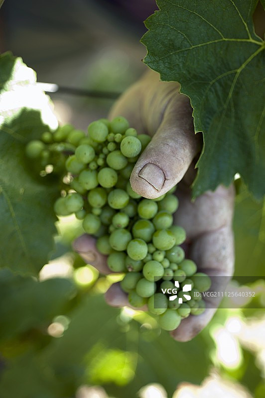 七月葡萄疏果图片素材