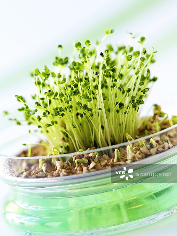 西兰花苗和荞麦芽图片素材