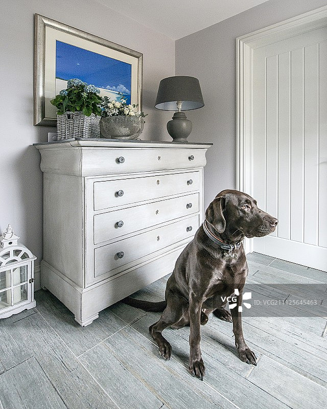 小狗坐在抽屉柜前的灰色地板上图片素材