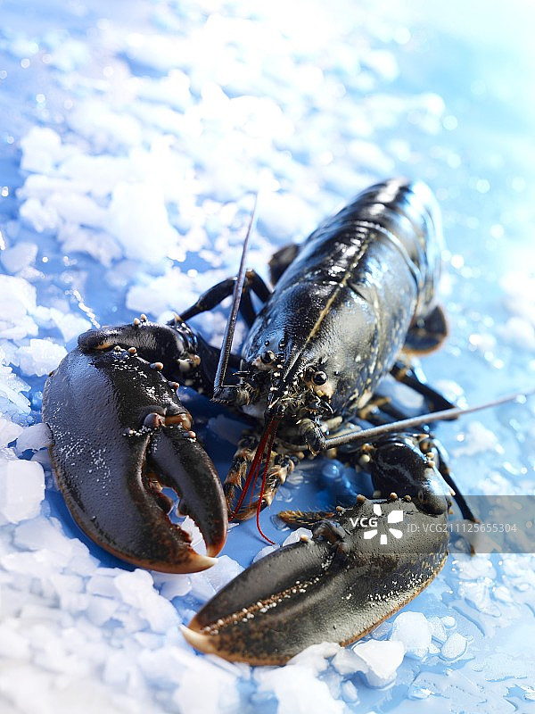 冰上的生龙虾图片素材