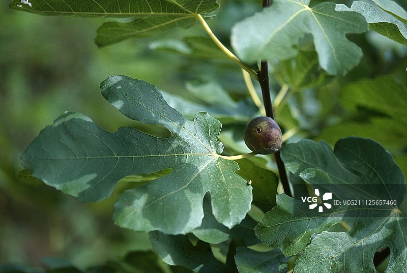 树上的无花果图片素材