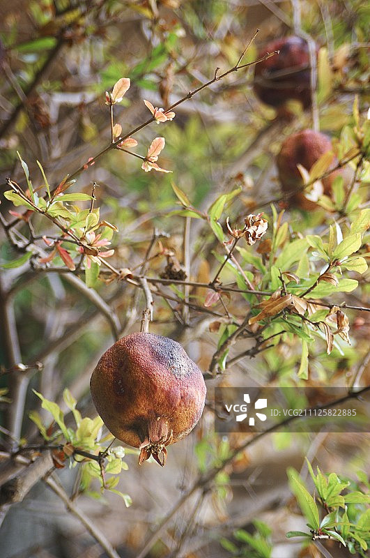石榴树图片素材