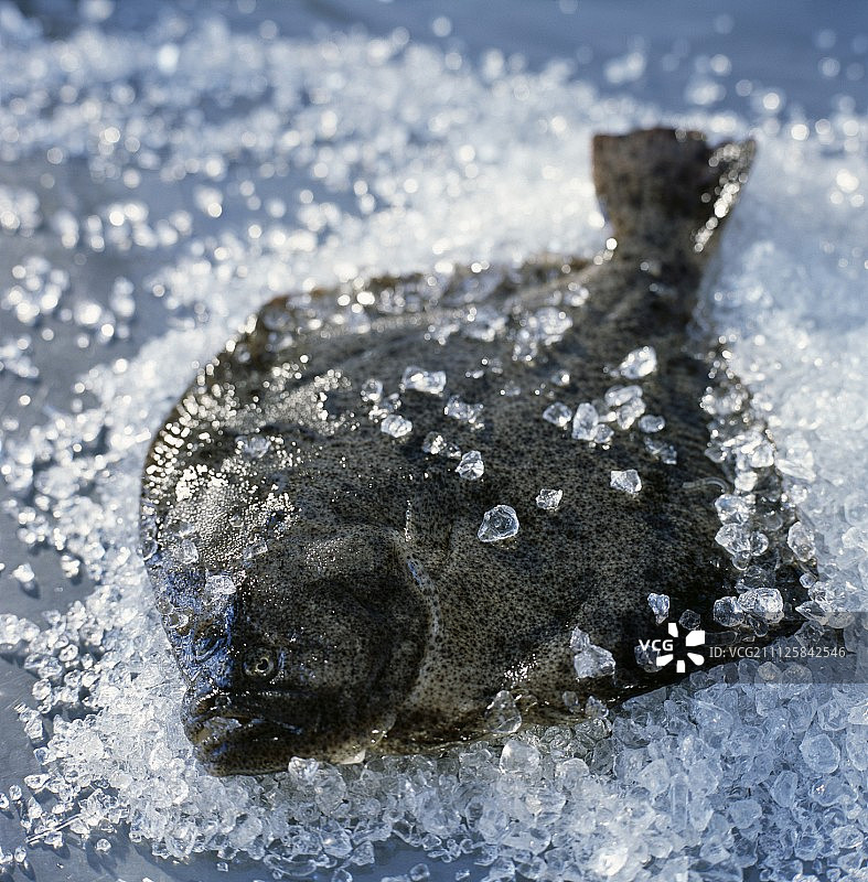 冰鲜新鲜生 turbot 鱼图片素材