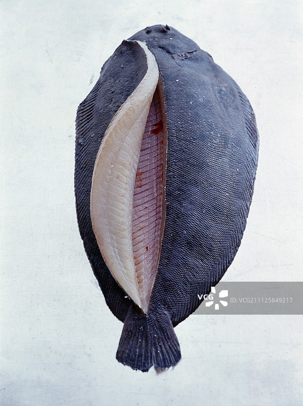 鳎目鱼图片素材