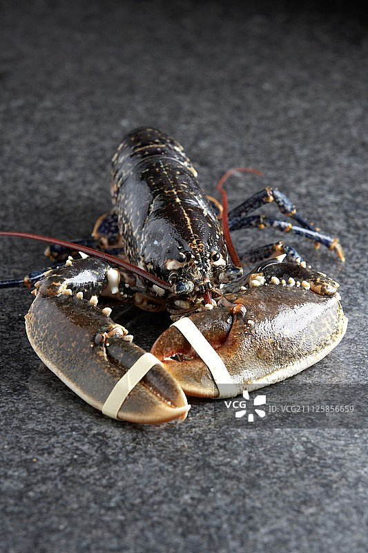 布列塔尼龙虾图片素材