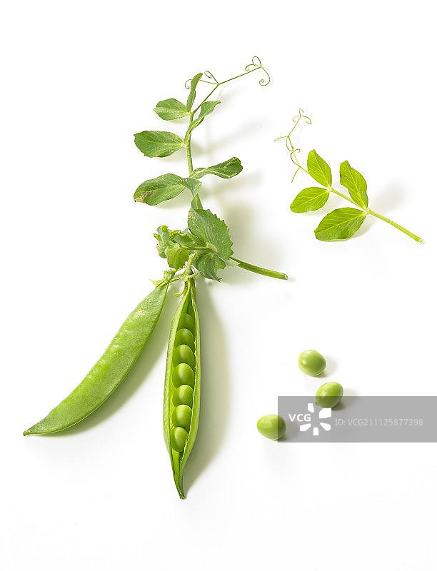 豆荚豌豆图片素材