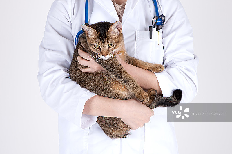 小狗和小猫001图片素材