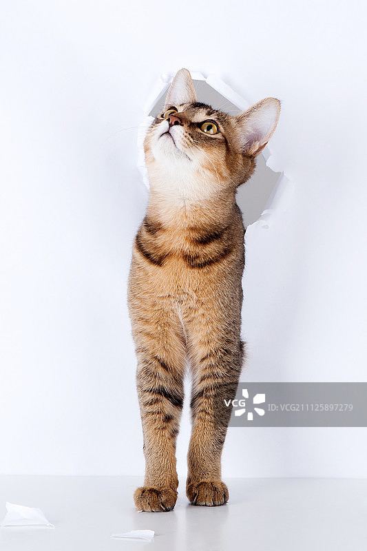 小狗和小猫013图片素材