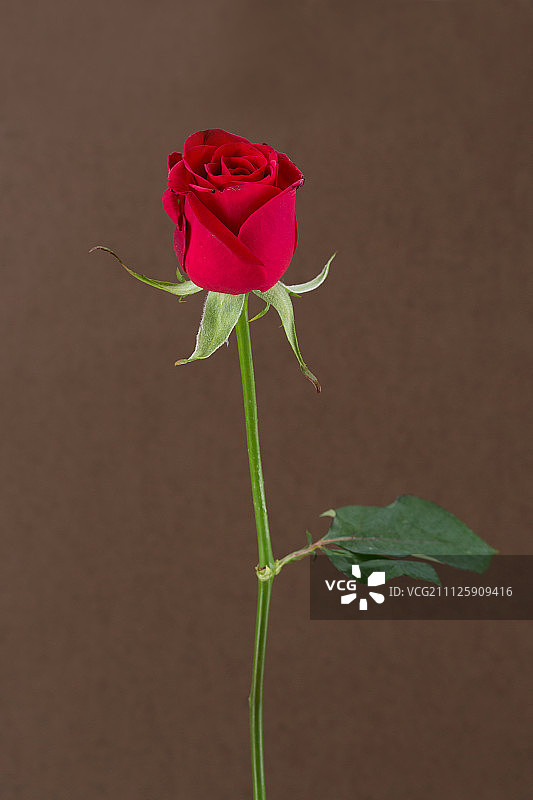 花卉 050图片素材