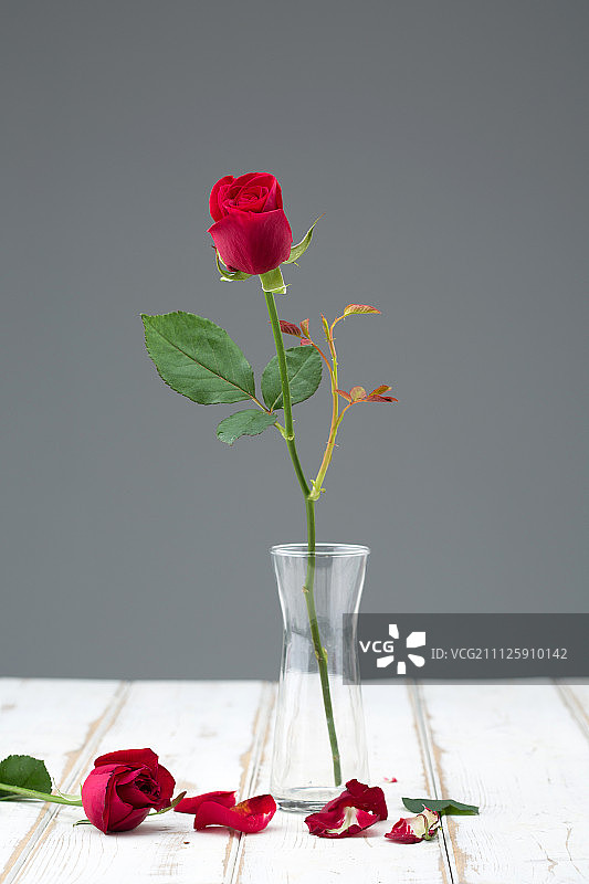 花朵058图片素材