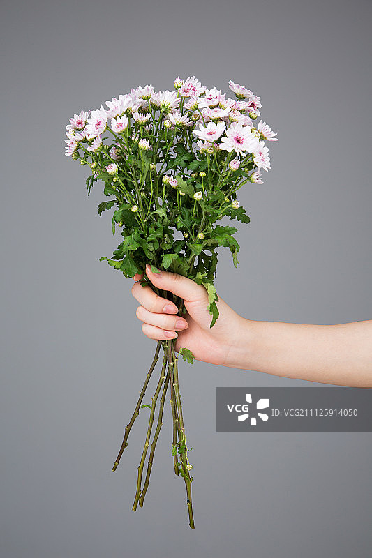 花卉229图片素材