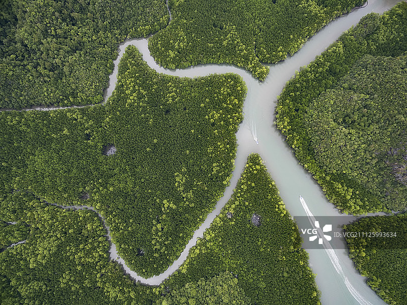 马来西亚兰卡威红树林图片素材