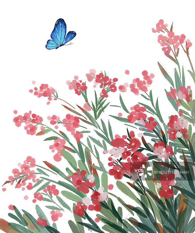 夹竹桃插画图片素材