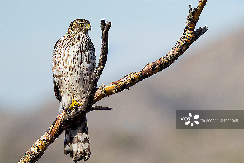丘珀鹰图片素材
