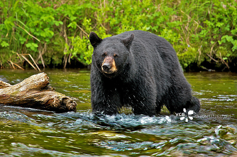 怒目对视图片素材