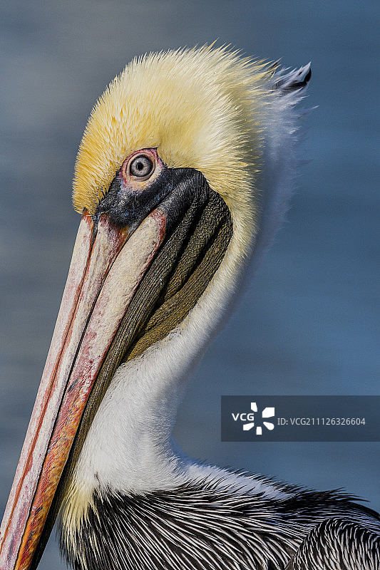 鹈鹕，哈钦森岛，佛罗里达州，2015年3月图片素材