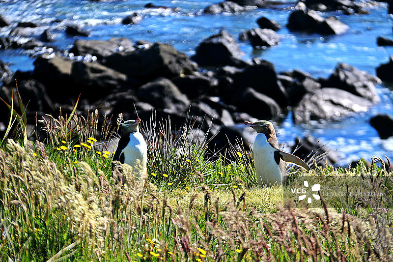 可爱的一对黄眼企鹅图片素材