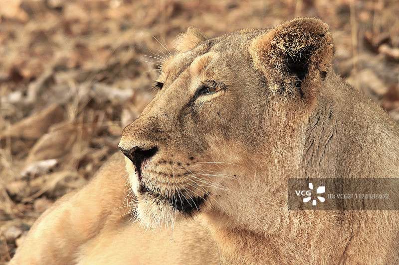 亚洲狮图片素材