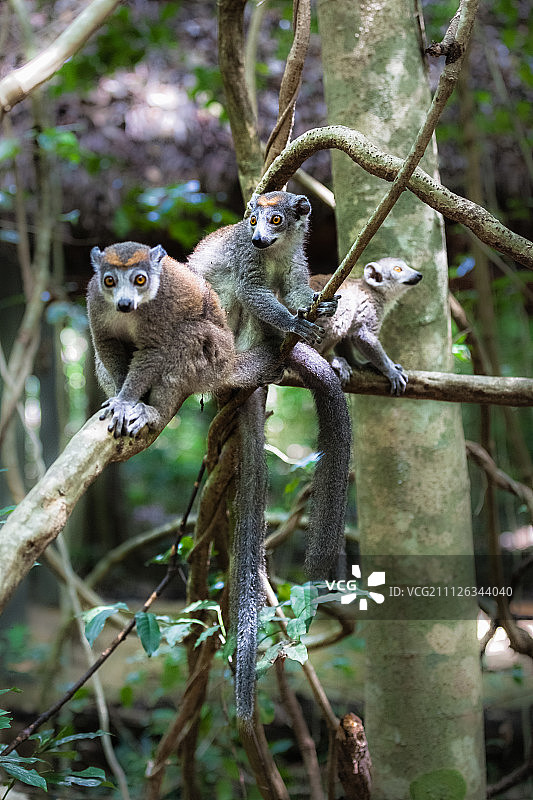 马达加斯加伊霍西图片素材