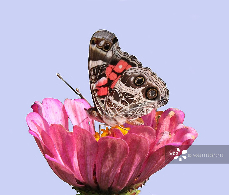 美国美人凤蝶2图片素材