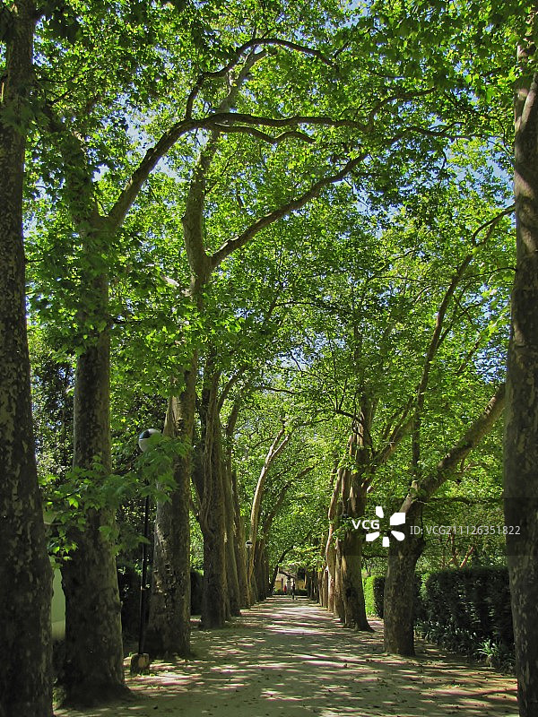 法国梧桐树林荫大道图片素材