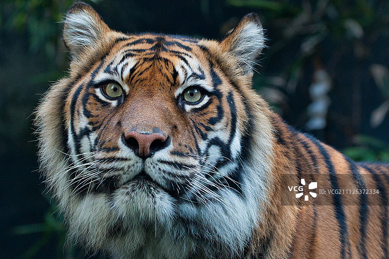 老虎肖像图片素材