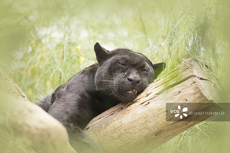 沉睡的疤面煞星图片素材