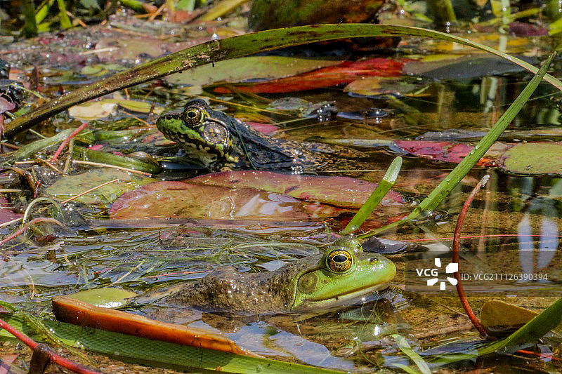 白鱼湖的青蛙3图片素材