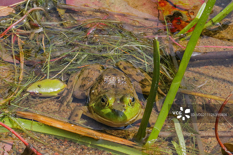 来自白鱼湖的青蛙 2图片素材