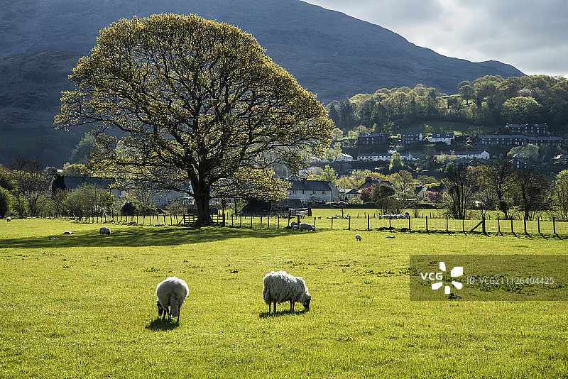 阳光下湖区山前的春羔羊图片素材