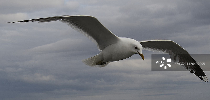 暴风雨中飞翔的海鸥图片素材