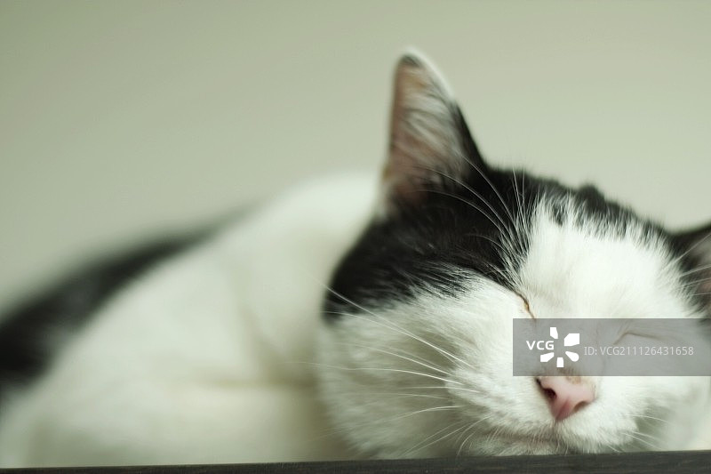 东京猫图片素材